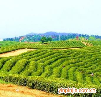 武夷山山苑閣巖茶場